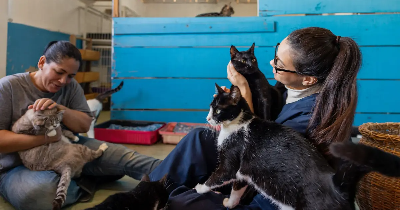 Jak zadbać o swojego kota? Skuteczne strategie opieki nad najlepszym przyjacielem człowieka